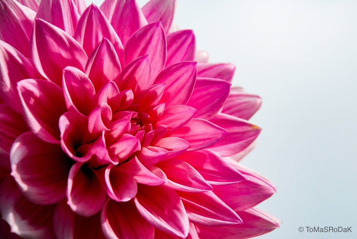 Dahlia by TOMas Rodak, real photo behind acrylic glass in limited edition runs of 139 for sale at TOMs FLOWer CLUB, gallery quality, signed, numbered and certified. 