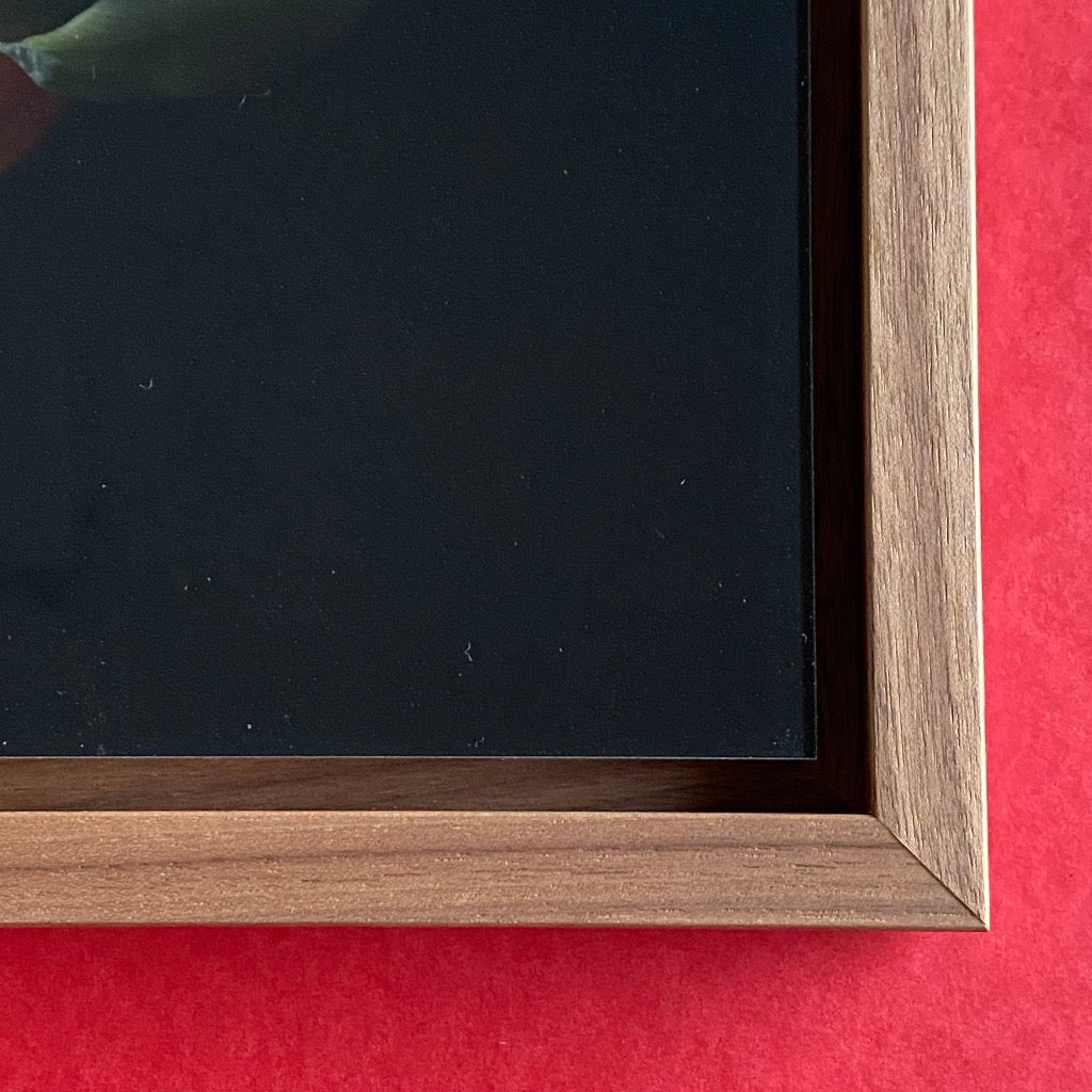 Photo Picture Tulip by Tomas Rodak, 25 x 25cm, framed, for sale at TOMs FLOWer CLUB.