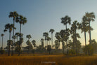 Tree photo, Baumfoto, floral photo, green photography, photo art, Tomas Rodak,Swiss photographer, Slovenská Fotograf,  photo behind the acrylic glas, White Wall,  LUMAS, TOMs FLOWer CLUB, Myanmar, Burma, Palmiere, palm trees, Palmen. 