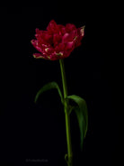 Tulip Photo Picture by Tomas Rodak for sale at TOMs FLOWer CLUB. Limited edition runs of 139 only, framed as real photo print of museum quality, behind 2mm acrylic glass, made by WhiteWall.