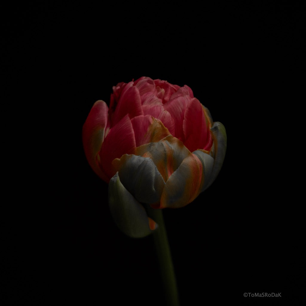 Tulip Photo Picture by Tomas Rodak for sale at TOMs FLOWer CLUB. Limited edition runs of 139 only, framed as real photo print of museum quality, behind 2mm acrylic glass, made by WhiteWall.