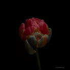 Tulip Photo Picture by Tomas Rodak for sale at TOMs FLOWer CLUB. Limited edition runs of 139 only, framed as real photo print of museum quality, behind 2mm acrylic glass, made by WhiteWall.