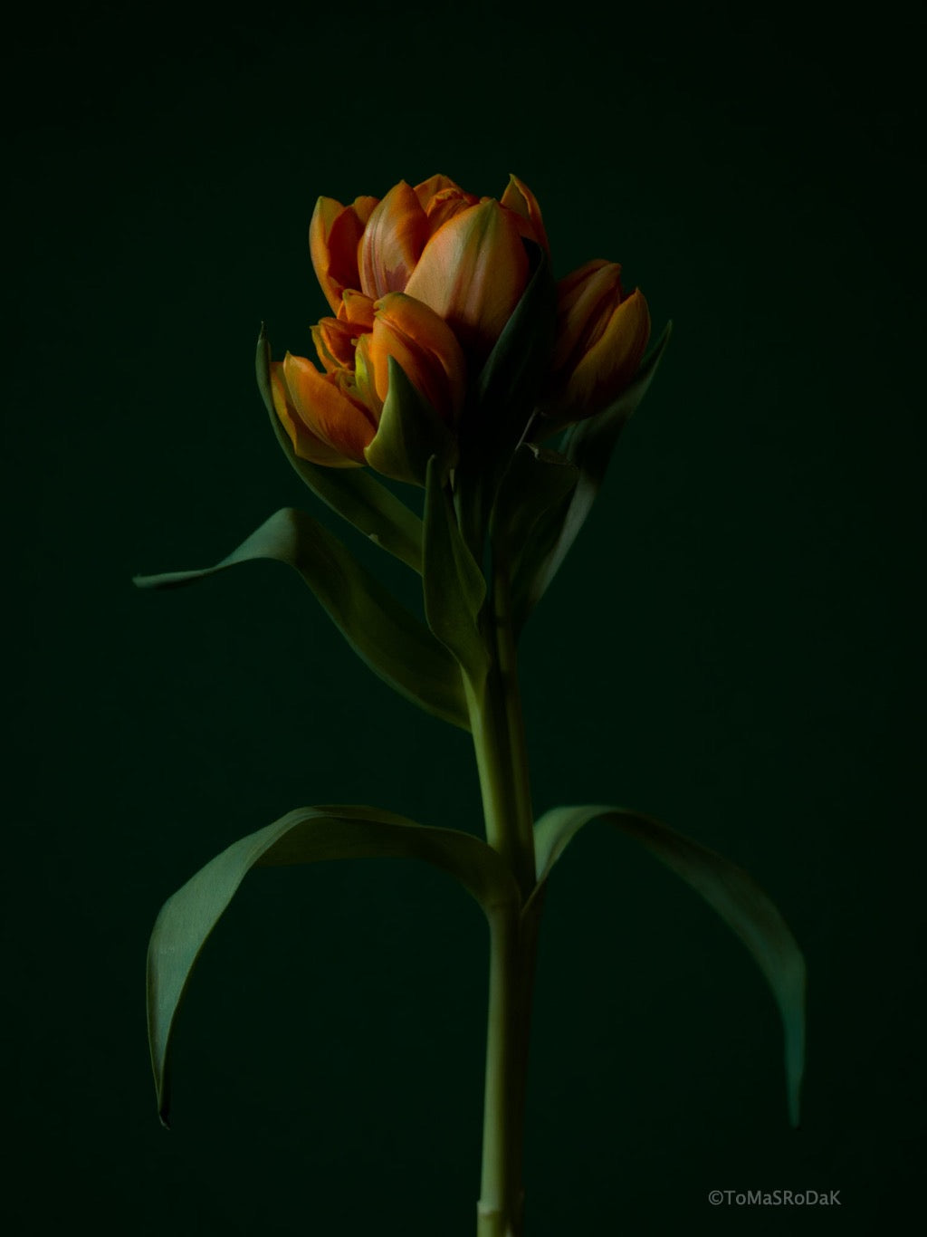 Tulip Photo Picture by Tomas Rodak for sale at TOMs FLOWer CLUB. Limited edition runs of 139 only, framed as real photo print of museum quality, behind 2mm acrylic glass, made by WhiteWall.