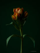 Tulip Photo Picture by Tomas Rodak for sale at TOMs FLOWer CLUB. Limited edition runs of 139 only, framed as real photo print of museum quality, behind 2mm acrylic glass, made by WhiteWall.