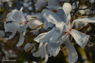 White magnolia by TOMas Rodak, real photo behind acrylic glass in limited edition runs of 139 for sale at TOMs FLOWer CLUB, gallery quality, signed, numbered and certified.