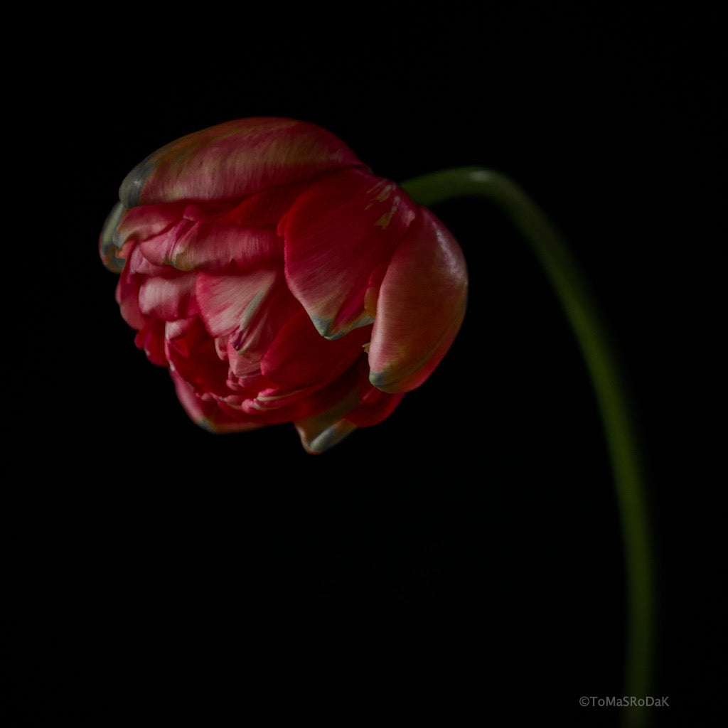 Tulip Photo Picture by Tomas Rodak for sale at TOMs FLOWer CLUB. Limited edition runs of 139 only, framed as real photo print of museum quality, behind 2mm acrylic glass, made by WhiteWall.