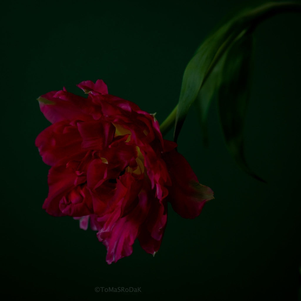 Red Tulip Photo Picture by Tomas Rodak for sale at TOMs FLOWer CLUB. Limited edition runs of 139 only, framed as real photo print of museum quality, behind 2mm acrylic glass, made by WhiteWall.