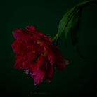 Red Tulip Photo Picture by Tomas Rodak for sale at TOMs FLOWer CLUB. Limited edition runs of 139 only, framed as real photo print of museum quality, behind 2mm acrylic glass, made by WhiteWall.