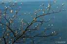White magnolia tree by TOMas Rodak, real photo behind acrylic glass in limited edition runs of 139 for sale at TOMs FLOWer CLUB, gallery quality, signed, numbered and certified.
