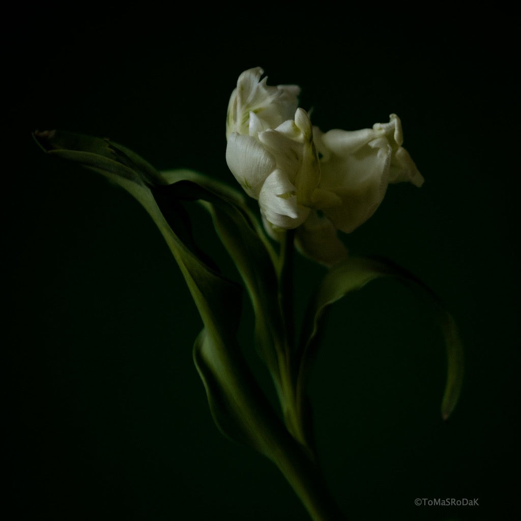 Tulip Photo Picture by Tomas Rodak for sale at TOMs FLOWer CLUB. Limited edition runs of 139 only, framed as real photo print of museum quality, behind 2mm acrylic glass, made by WhiteWall.