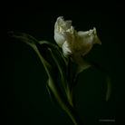 Tulip Photo Picture by Tomas Rodak for sale at TOMs FLOWer CLUB. Limited edition runs of 139 only, framed as real photo print of museum quality, behind 2mm acrylic glass, made by WhiteWall.