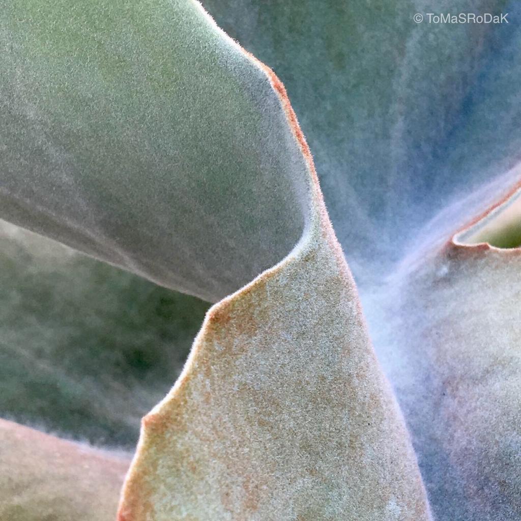 Kalanchoe Beharensis, leaf detail, leaf scape art photo collection by TOMas Rodak for sale at TOMs FLOWer CLUB.