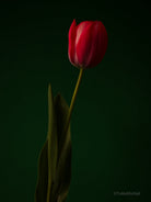 Red - green, old masters inspired, tulip still life photo by TOMas Rodak in minimalistic design available for sale at TOMs FLOWer CLUB
