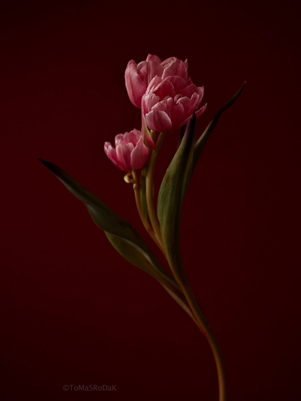 Tulip Photo Picture by Tomas Rodak for sale at TOMs FLOWer CLUB. Limited edition runs of 139 only, framed as real photo print of museum quality, behind 2mm acrylic glass, made by WhiteWall.