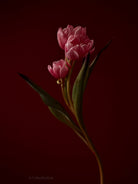 Tulip Photo Picture by Tomas Rodak for sale at TOMs FLOWer CLUB. Limited edition runs of 139 only, framed as real photo print of museum quality, behind 2mm acrylic glass, made by WhiteWall.