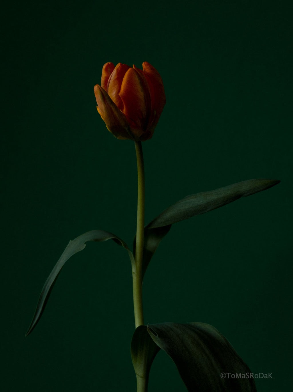 Orange - green, old masters inspired, tulip still life photo by TOMas Rodak in minimalistic design available for sale at TOMs FLOWer CLUB