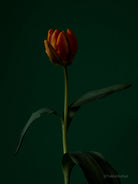 Orange - green, old masters inspired, tulip still life photo by TOMas Rodak in minimalistic design available for sale at TOMs FLOWer CLUB