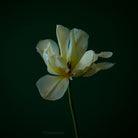 Tulip Photo Picture by Tomas Rodak for sale at TOMs FLOWer CLUB. Limited edition runs of 139 only, framed as real photo print of museum quality, behind 2mm acrylic glass, made by WhiteWall.