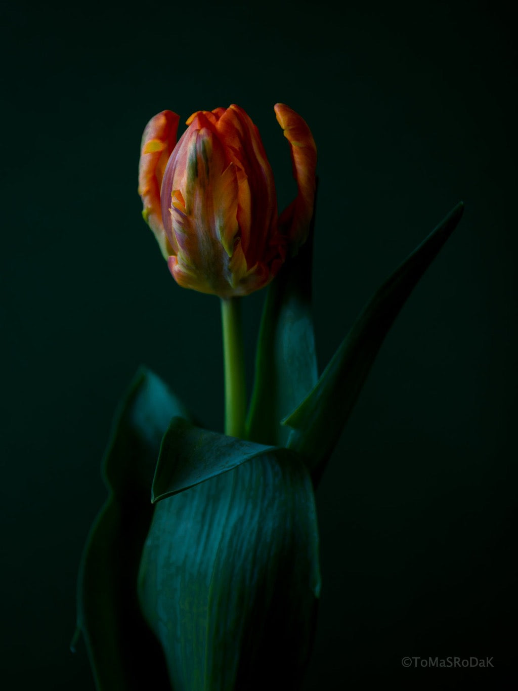 Tulip Photo Picture by Tomas Rodak for sale at TOMs FLOWer CLUB. Limited edition runs of 139 only, framed as real photo print of museum quality, behind 2mm acrylic glass, made by WhiteWall.