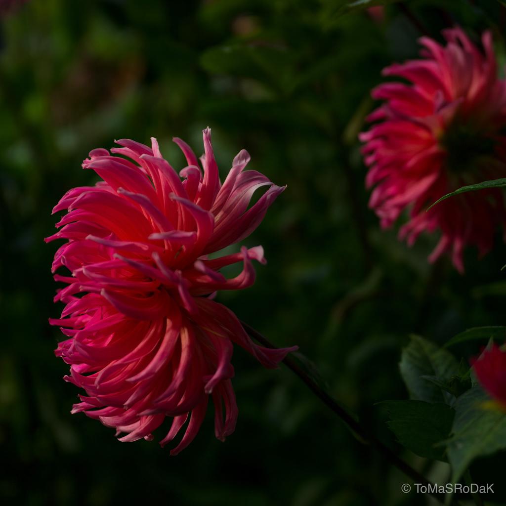 Dahlia by TOMas Rodak, real photo behind acrylic glass in limited edition runs of 139 for sale at TOMs FLOWer CLUB, gallery quality, signed, numbered and certified. 