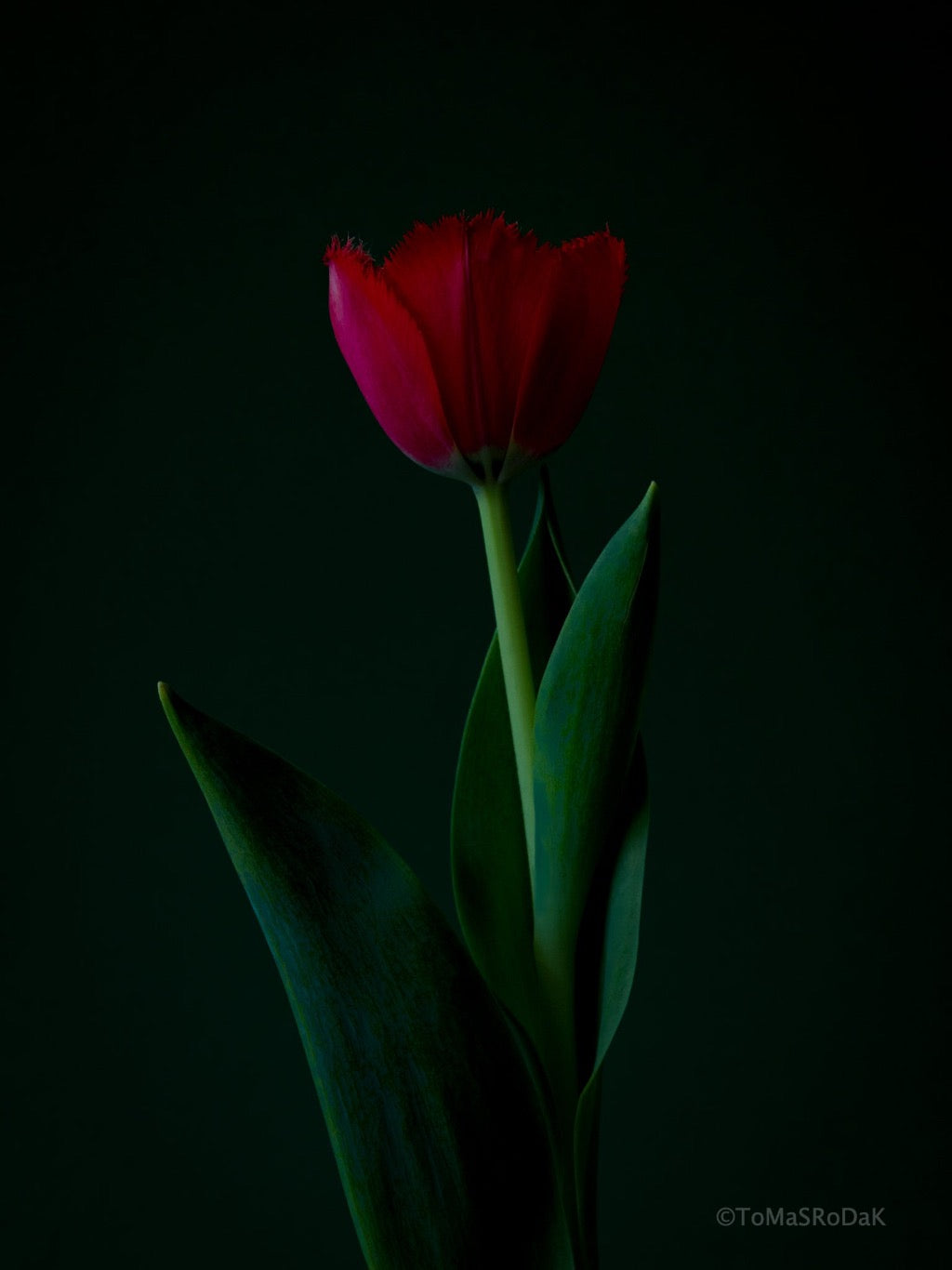 Tulip Photo Picture by Tomas Rodak for sale at TOMs FLOWer CLUB. Limited edition runs of 139 only, framed as real photo print of museum quality, behind 2mm acrylic glass, made by WhiteWall.