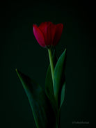 Tulip Photo Picture by Tomas Rodak for sale at TOMs FLOWer CLUB. Limited edition runs of 139 only, framed as real photo print of museum quality, behind 2mm acrylic glass, made by WhiteWall.