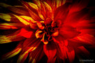 Dahlia by TOMas Rodak, real photo behind acrylic glass in limited edition runs of 139 for sale at TOMs FLOWer CLUB, gallery quality, signed, numbered and certified. 