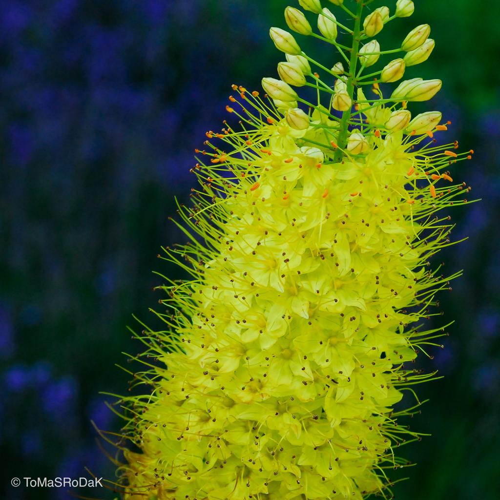 Yellow flower in the blue background, leaf scape art photo collection by TOMas Rodak for sale at TOMs FLOWer CLUB.