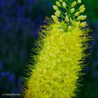Yellow flower in the blue background, leaf scape art photo collection by TOMas Rodak for sale at TOMs FLOWer CLUB.