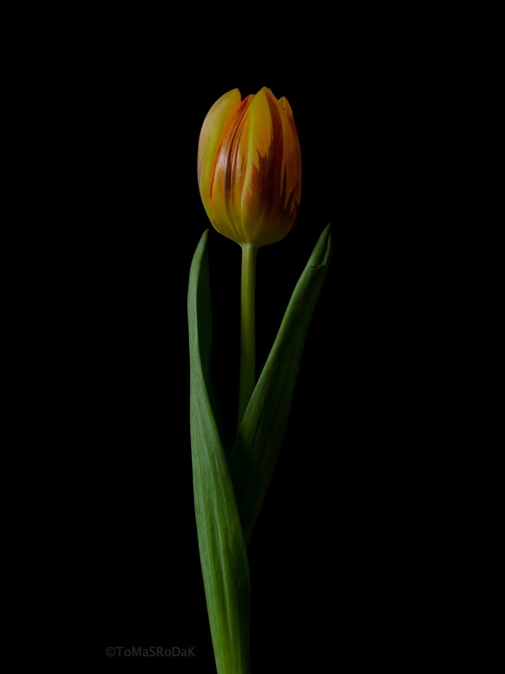 Tulip Photo Picture by Tomas Rodak for sale at TOMs FLOWer CLUB. Limited edition runs of 139 only, framed as real photo print of museum quality, behind 2mm acrylic glass, made by WhiteWall.