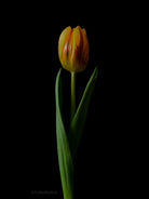 Tulip Photo Picture by Tomas Rodak for sale at TOMs FLOWer CLUB. Limited edition runs of 139 only, framed as real photo print of museum quality, behind 2mm acrylic glass, made by WhiteWall.