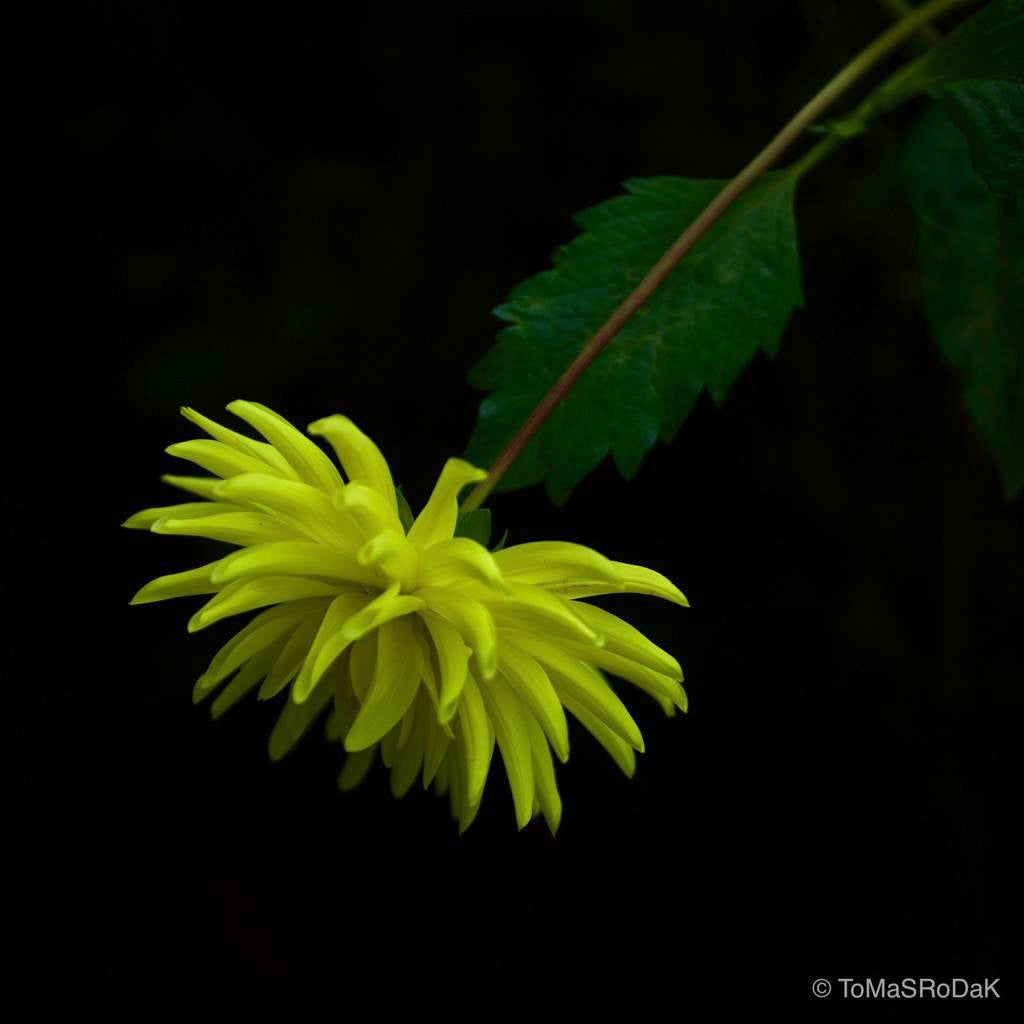Dahlia by TOMas Rodak, real photo behind acrylic glass in limited edition runs of 139 for sale at TOMs FLOWer CLUB, gallery quality, signed, numbered and certified. 