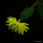 Dahlia by TOMas Rodak, real photo behind acrylic glass in limited edition runs of 139 for sale at TOMs FLOWer CLUB, gallery quality, signed, numbered and certified. 