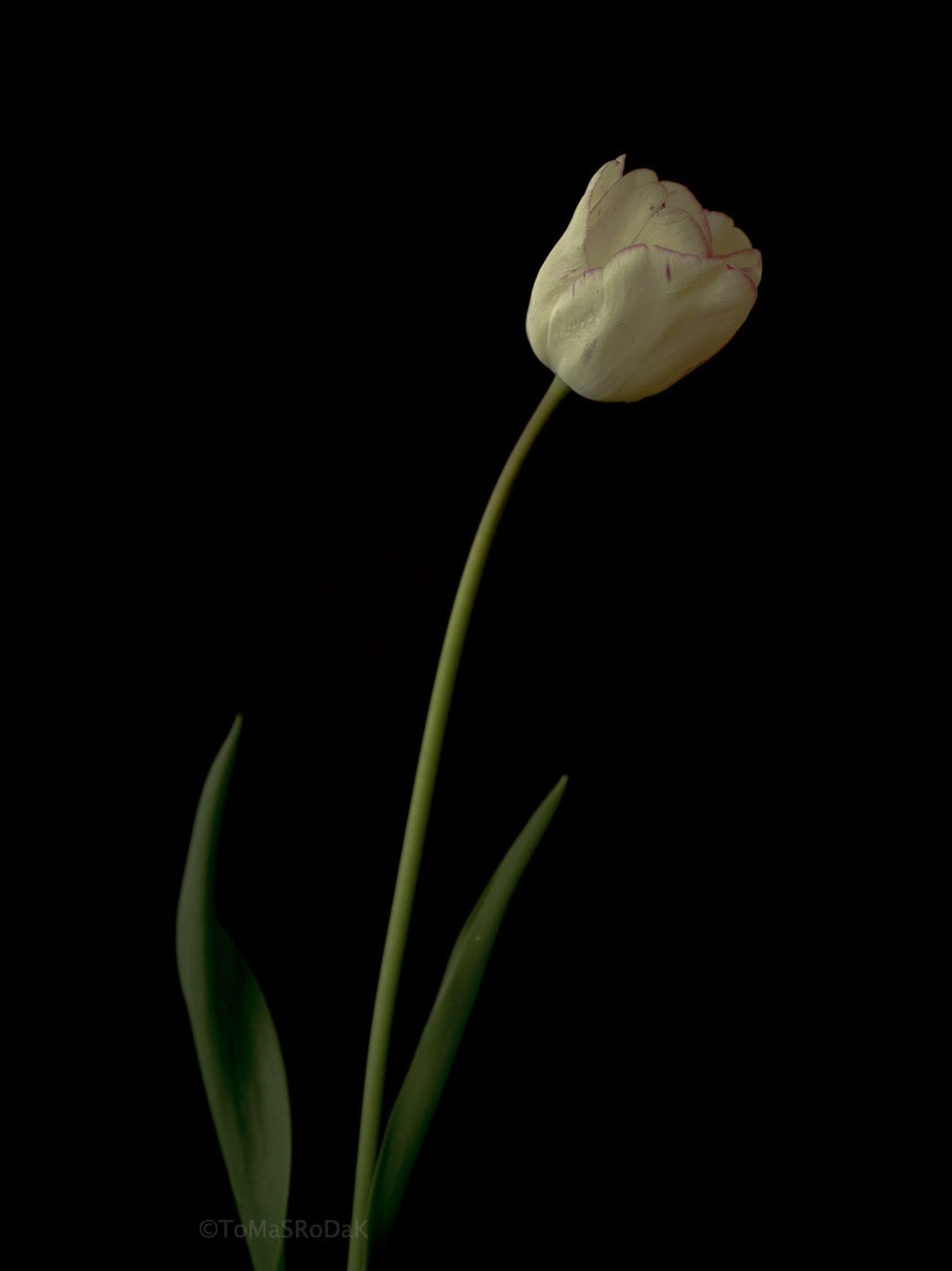 Tulip Photo Picture by Tomas Rodak for sale at TOMs FLOWer CLUB. Limited edition runs of 139 only, framed as real photo print of museum quality, behind 2mm acrylic glass, made by WhiteWall.
