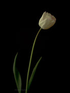 Tulip Photo Picture by Tomas Rodak for sale at TOMs FLOWer CLUB. Limited edition runs of 139 only, framed as real photo print of museum quality, behind 2mm acrylic glass, made by WhiteWall.