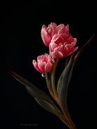 Tulip Photo Picture by Tomas Rodak for sale at TOMs FLOWer CLUB. Limited edition runs of 139 only, framed as real photo print of museum quality, behind 2mm acrylic glass, made by WhiteWall.