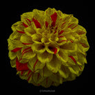 Dahlia by TOMas Rodak, real photo behind acrylic glass in limited edition runs of 139 for sale at TOMs FLOWer CLUB, gallery quality, signed, numbered and certified. 