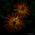 Dahlia by TOMas Rodak, real photo behind acrylic glass in limited edition runs of 139 for sale at TOMs FLOWer CLUB, gallery quality, signed, numbered and certified. 