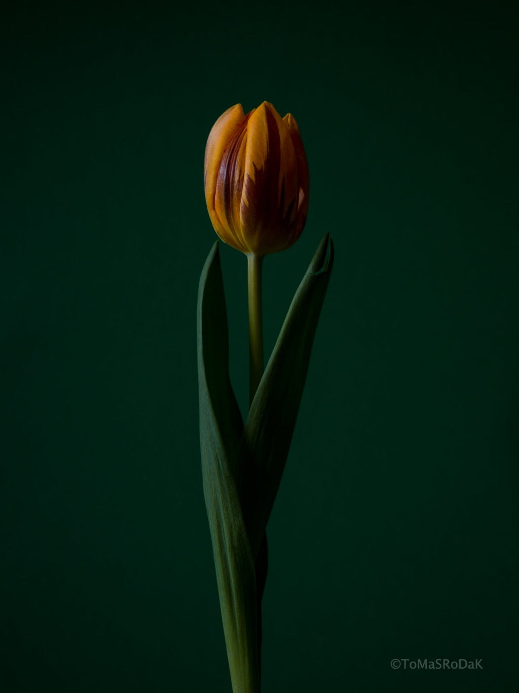 Tulip Photo Picture by Tomas Rodak for sale at TOMs FLOWer CLUB. Limited edition runs of 139 only, framed as real photo print of museum quality, behind 2mm acrylic glass, made by WhiteWall.