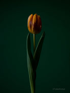 Tulip Photo Picture by Tomas Rodak for sale at TOMs FLOWer CLUB. Limited edition runs of 139 only, framed as real photo print of museum quality, behind 2mm acrylic glass, made by WhiteWall.