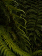 Close-up of a fern with dark green fronds, Hasselblad photo made by TOMas Rodak, Swiss photographer.