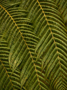 Green fern leaf structures, close up, Hasselblad photo made by TOMas Rodak, Swiss photographer.