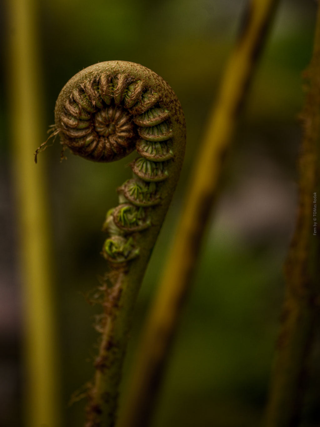 Green fern leaf structures, close up, Hasselblad photo made by TOMas Rodak, Swiss photographer.