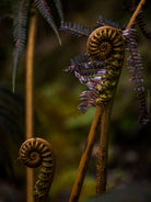 Green fern twin leaf structures, close up, Hasselblad photo made by TOMas Rodak, Swiss photographer.