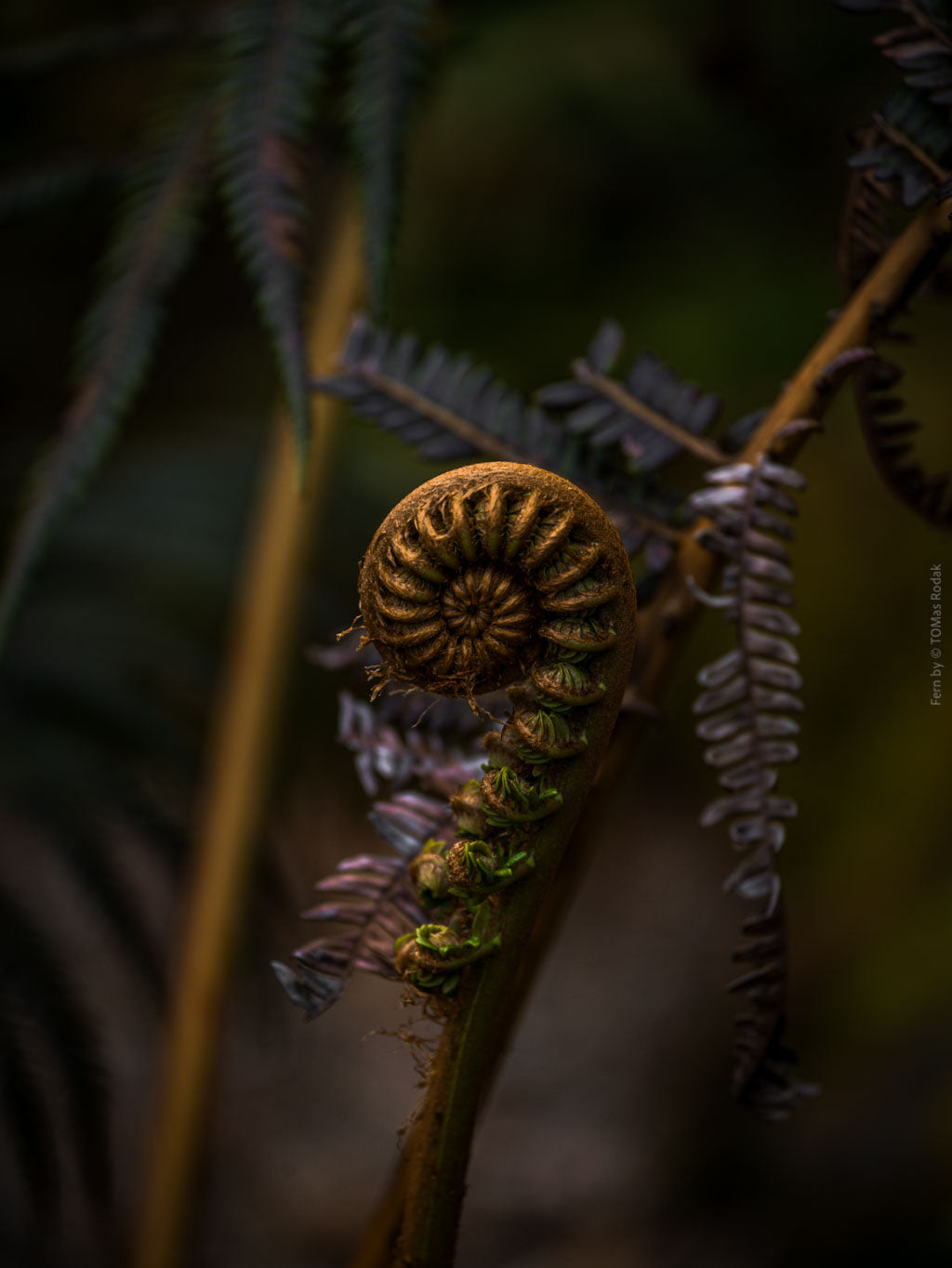 Green fern leaf structures, close up, Hasselblad photo made by TOMas Rodak, Swiss photographer.
