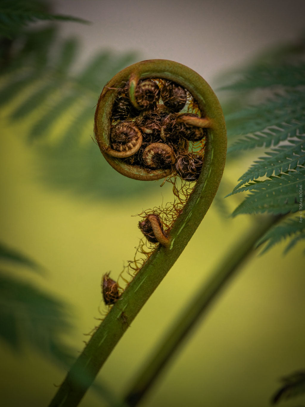 Close-up of a fern frond with unfurled leaves on a blurred green background, Hasselblad photo made by TOMas Rodak, Swiss photographer.