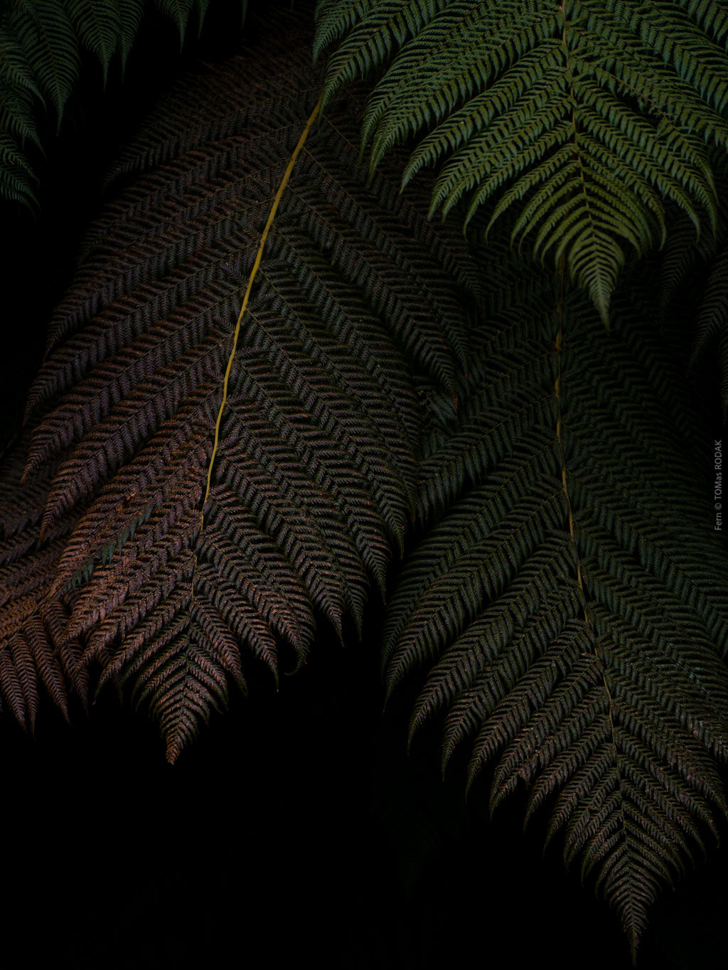 Close-up of dark green fern leaves with a blurred background, Hasselblad photo made by TOMas Rodak, Swiss photographer.