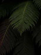 Close-up of a fern leaf with a dark background, Hasselblad photo made by TOMas Rodak, Swiss photographer.