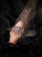 Nishikigoi Koi Fish Photography by Tomas Rodak - Available for Sale at TOMs FLOWer CLUB - Fine Art Prints and Photos of Colorful Koi Fish