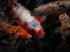 Nishikigoi Koi Fish Photography by Tomas Rodak - Available for Sale at TOMs FLOWer CLUB - Fine Art Prints and Photos of Colorful Koi Fish